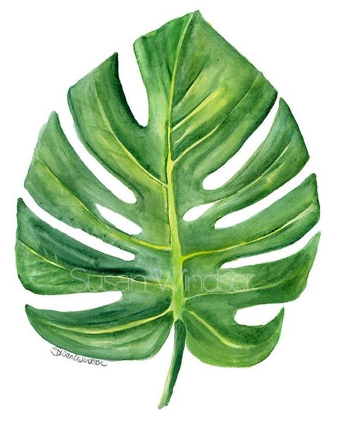 Monstera Leaf Aquarelle