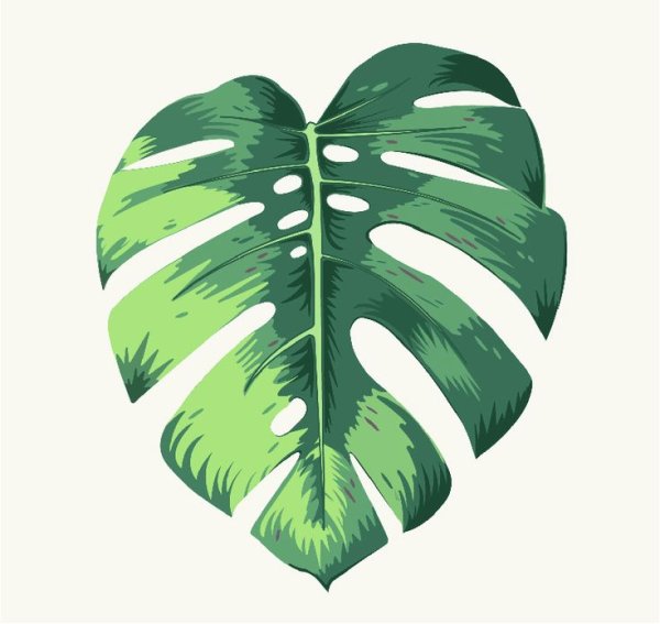 Монстера Вьюнок