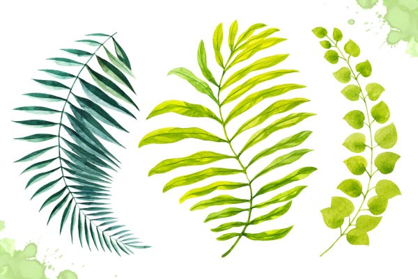 Сухие тропические листья