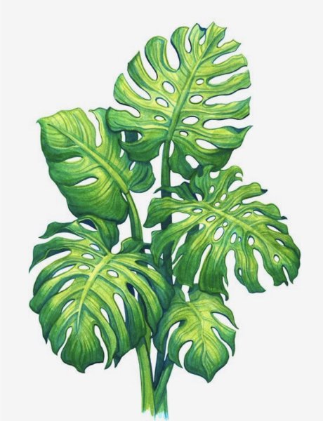 Тропические лист Monstera