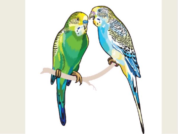 Волнистый попугайчик