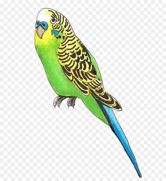 Волнистый попугай