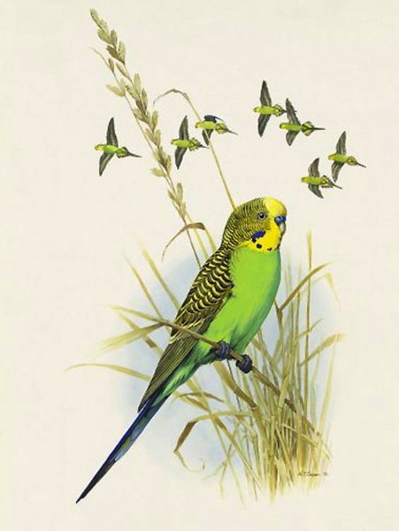 Волнистый попугай арт