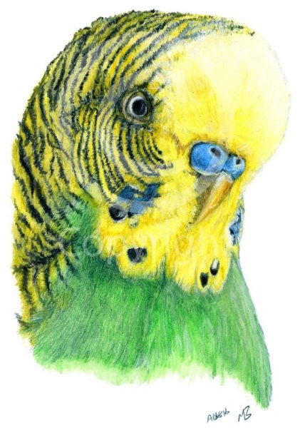 Волнистый попугай