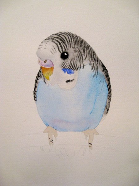 Волнистый попугай рисунок
