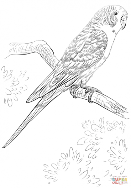 Раскраска волнистый попугайчик