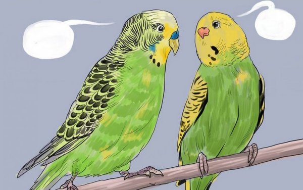 О волнистых попугайчиках детям