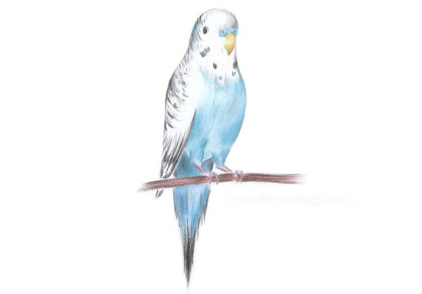 Нарисовать волнистого попугая