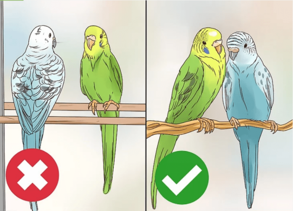 Эволюция попугаев