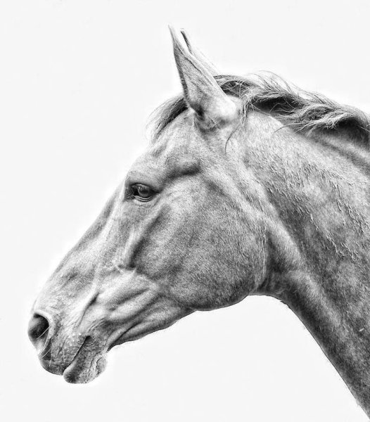 Лошадиная морда в профиль