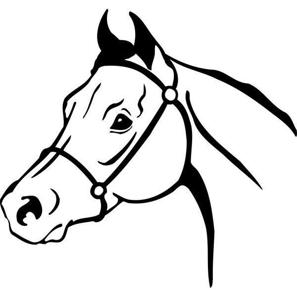 Голова лошади