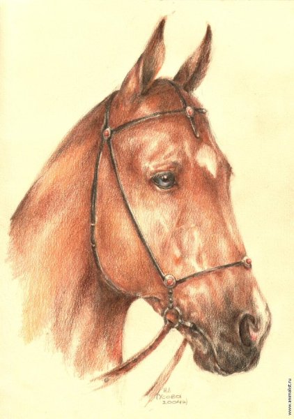 Лошадь цветными карандашами