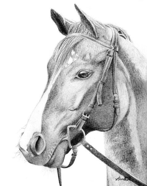 Голова лошади эскиз