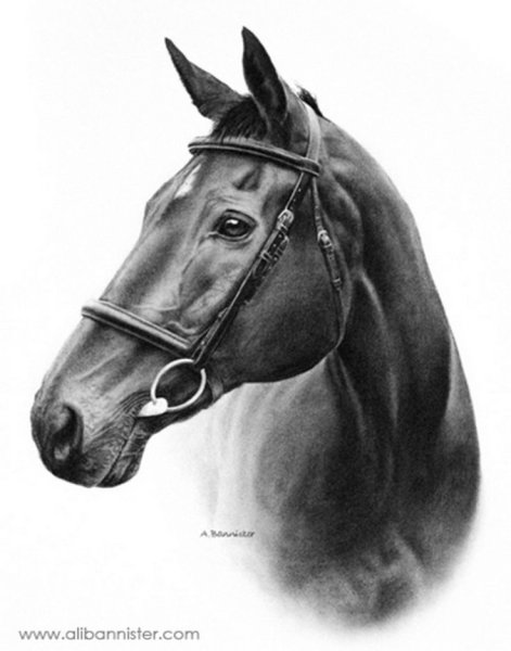 Морда лошади