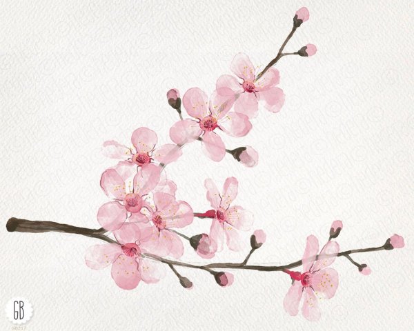 Ветка Сакуры акварель