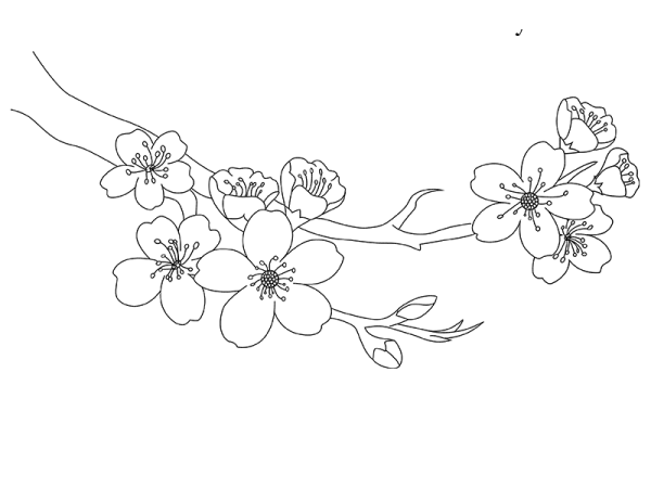 Сакура рисунок карандашом