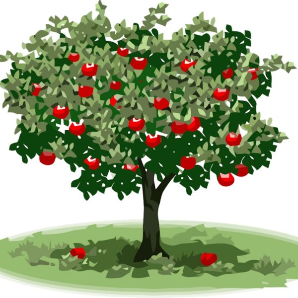 Яблоня для детей