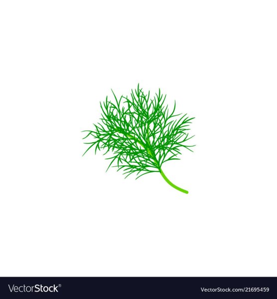 Укроп картинка для детей