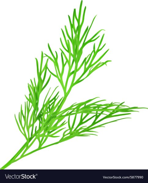 Укроп картинка для детей