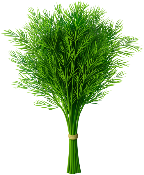 Фенхель стебель