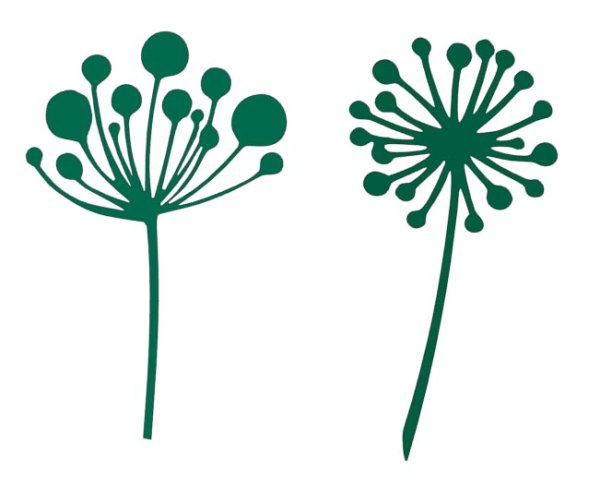 Фенхель обыкновенный рисунок