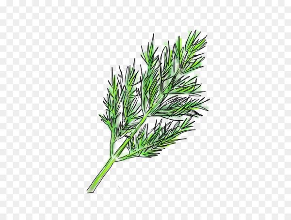 Фенхель обыкновенный гербарий