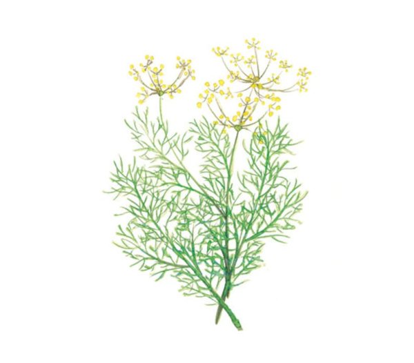 Локарно укроп