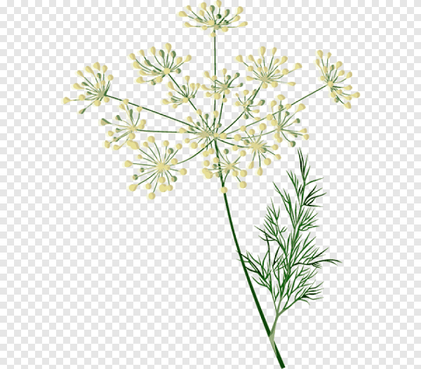 Веточка укропа