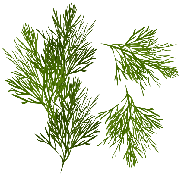 Соцветия укропа, петрушки