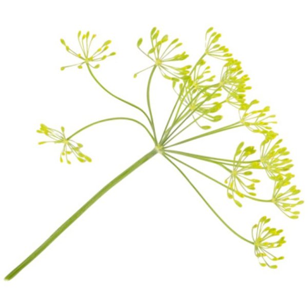 Стилизованный цветок курая