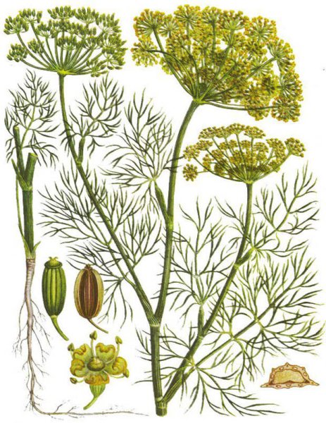 Нарисовать укроп