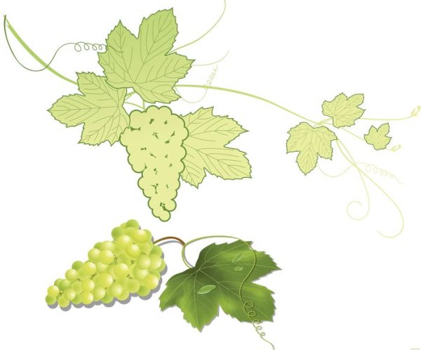 Лист винограда рисунок