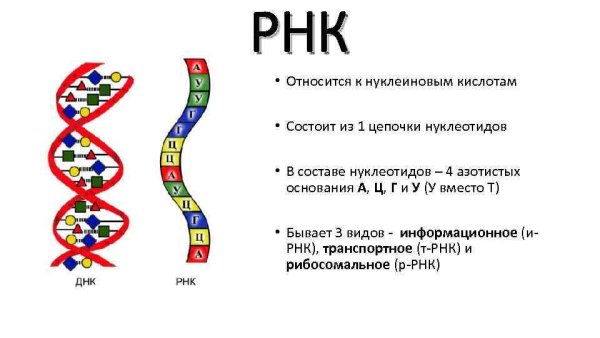 Строение РНК биология 10 класс