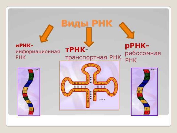 Строение и виды РНК