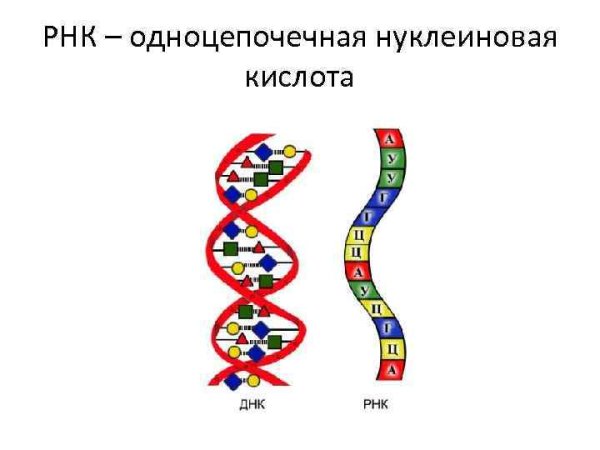 Одноцепочечная РНК