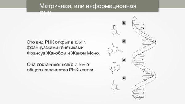 Матричная РНК схема