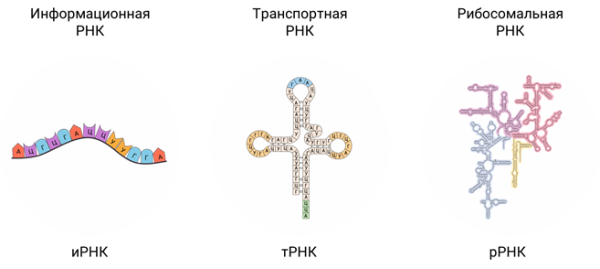Строение и функции МРНК, ТРНК, РРНК