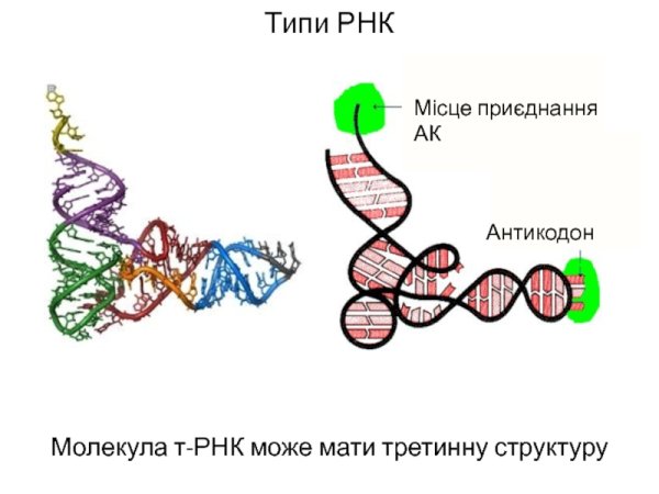Рибосомная РНК третичная структура