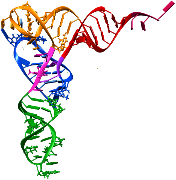 Одноцепочная молекула РНК
