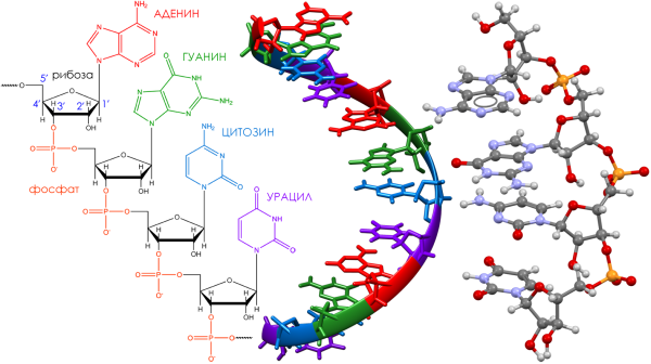 Строение РНК рисунок