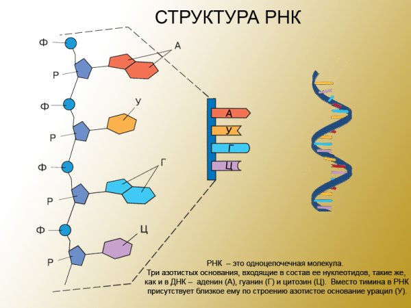 Структура молекулы РНК схема