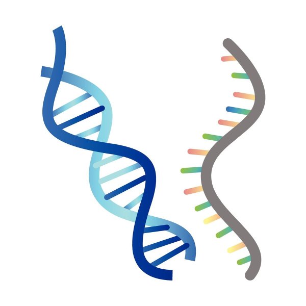 ДНК на белом фоне