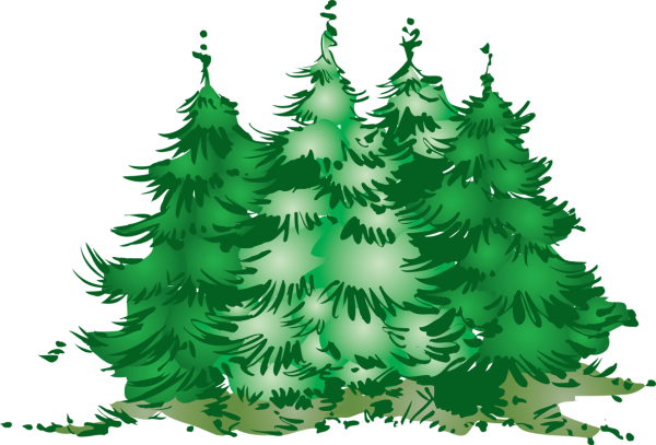 Ель рисунок