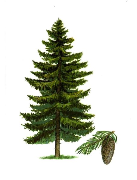 Ель рисунок