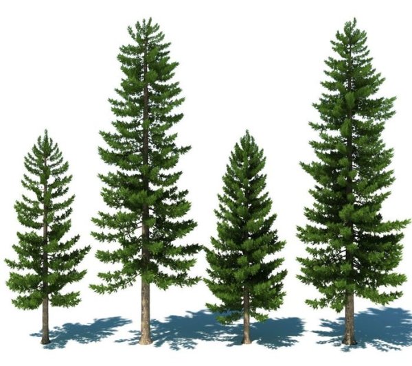 Хвойные деревья на белом фоне