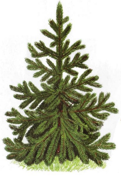 Ель в детском саду