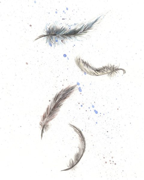 Птичье перо на белом фоне