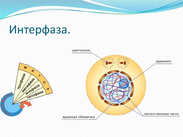 Схема интерфазы клетки