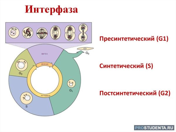 Схема митоза профаза метафаза анафаза телофаза