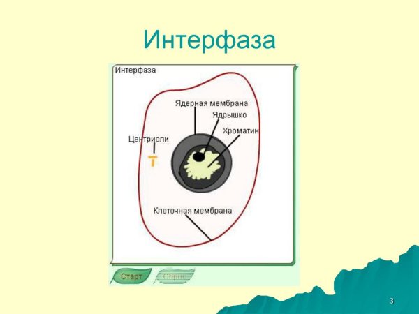 Клетка в интерфазе митоза
